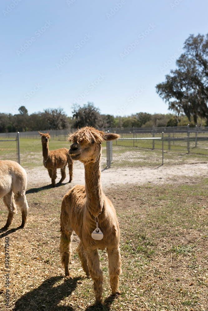 Fototapeta premium Two Suri alpacas at alpaca farm in a field, blue sky and sunny