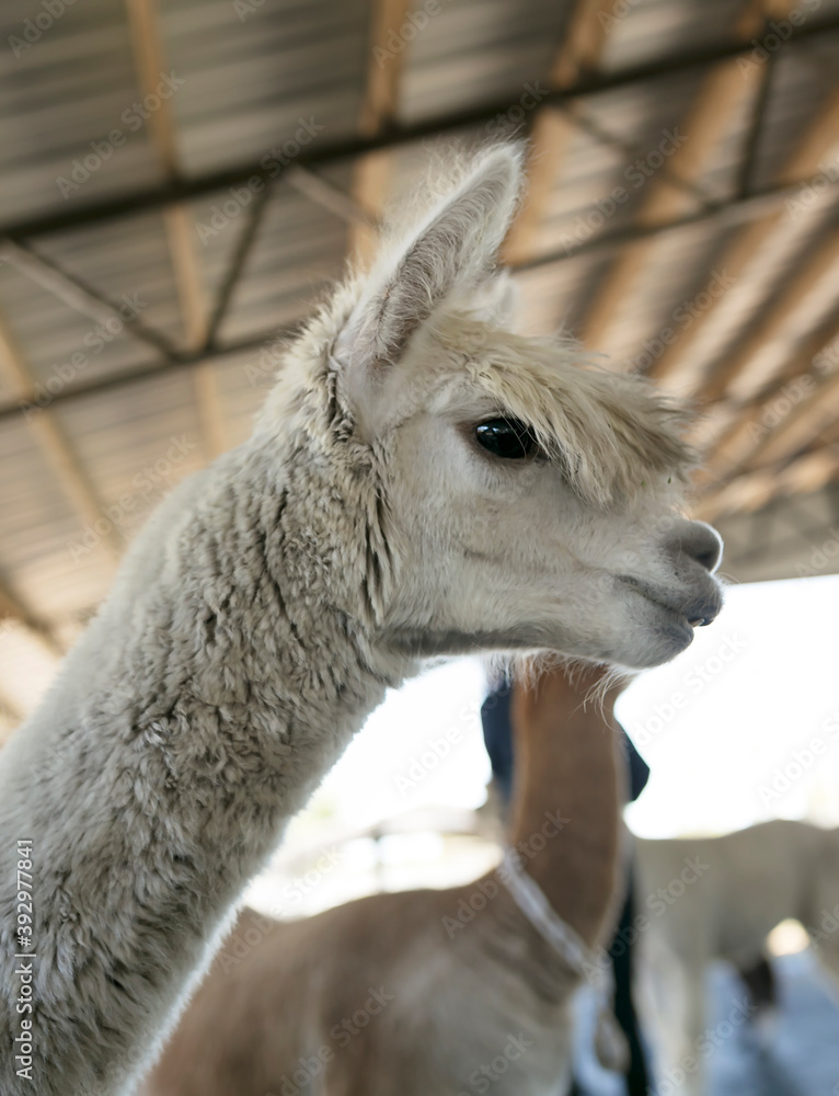 Fototapeta premium Profile view of white alpaca at alpaca farm, large eye, mop head