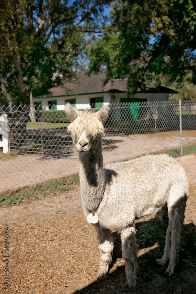 Fototapeta premium White Sure alpaca at alpaca farm looking at camera