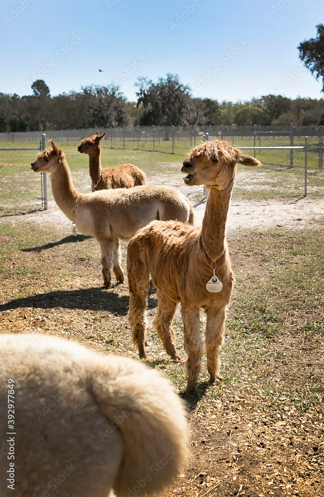 Fototapeta premium Three Huachaya alpacas standing in field looking camera left