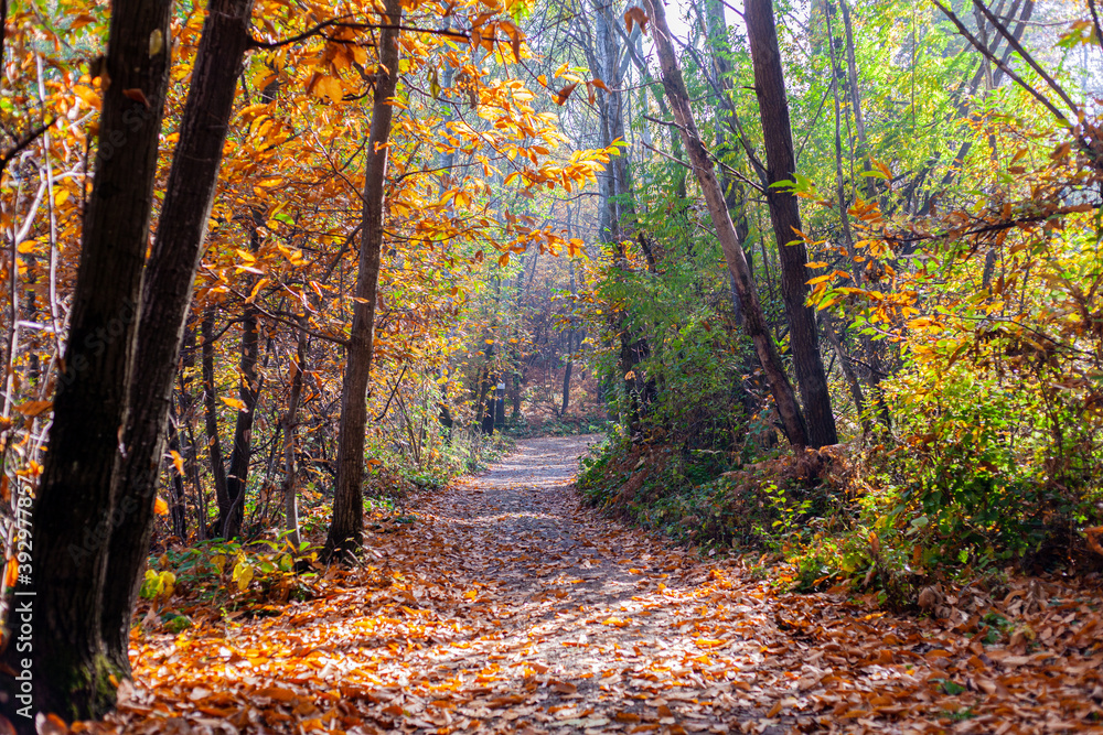 Un sentiero nel bosco durante l'autunno, con colori accesi e caldi Un sentiero nel bosco durante l'autunno, con colori accesi e caldi