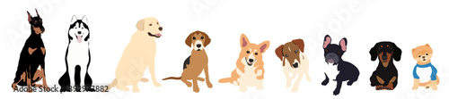 Vector image. The picture shows how dogs are drawn by hand with a seated pose of different breeds, such as Labrador Retriever, Pomeranian, Doberman, Corgi, Beagle, Jack Russell, French Bulldog, Husky.