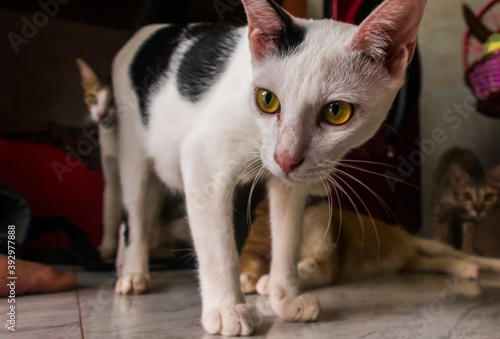 Foto A cute cat in a cat shelter