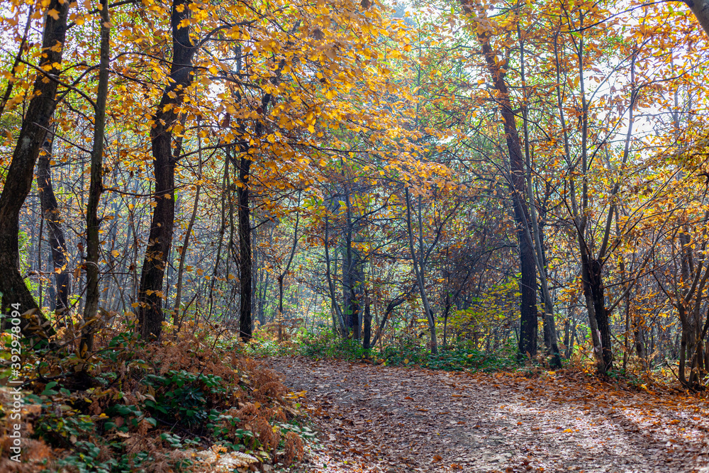 Obraz premium Un sentiero nel bosco durante l'autunno, con colori accesi e caldi