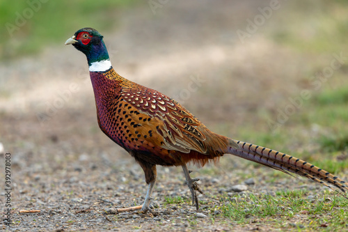 Pheasant (Scientific name: Phasianus Colchicus) Colourful male Ring-necked or common pheasant in natural field margin habitat. Horizontal, space for copy