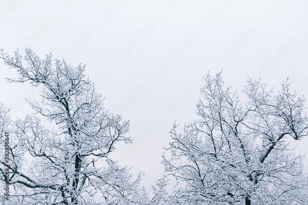 Winter christmas background with snowy trees. Snow covered tree branches. Snowy landscape. Postcard or christmas greeting with blank space for text and copyspace. Winter christmas background with snowy trees. Snow covered tree branches. Snowy landscape. Postcard or christmas greeting with blank space for text and copyspace.