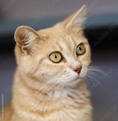 Photography Orange Cat with Large Golden Eyes