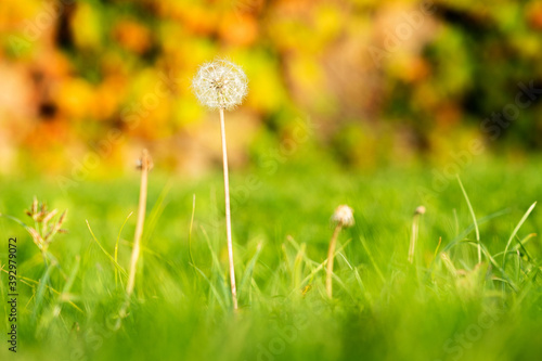 Dandelion with summer and green field background from low angle