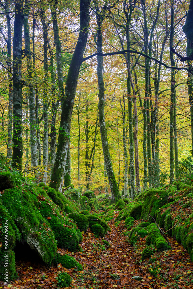 Fototapeta premium Beeches in autumn in the Irati forest, Navarra, Spain.