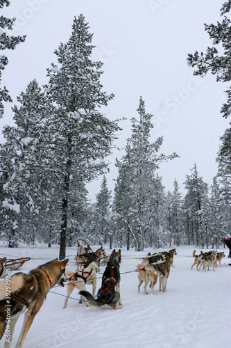 Huskies in Lapland (Finland). Beautiful morning with these amazing animals. They were so lovely.