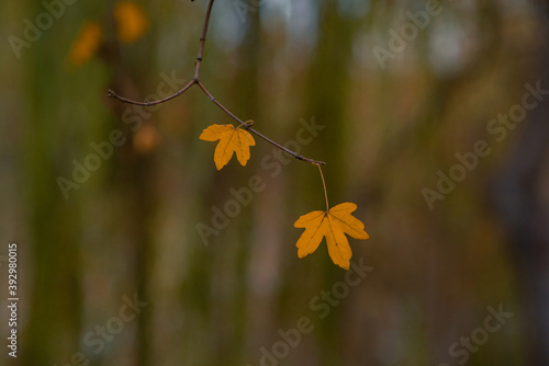 Autumn background. last leaf in the tree. dry nature.