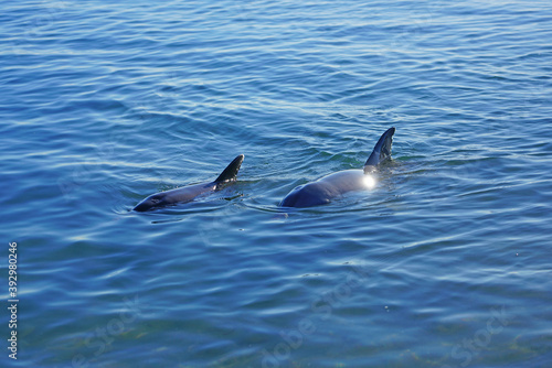 Two wild dolphins in the water in Shark Bay, Australia