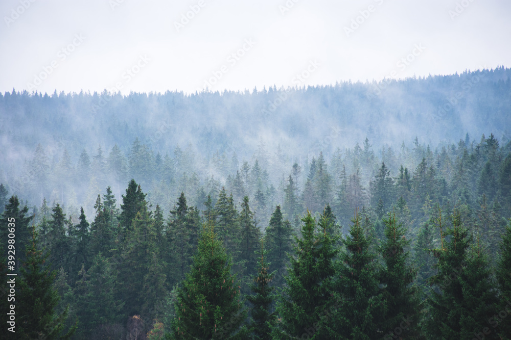 Fog and forest at Sumava national park, Czech republic