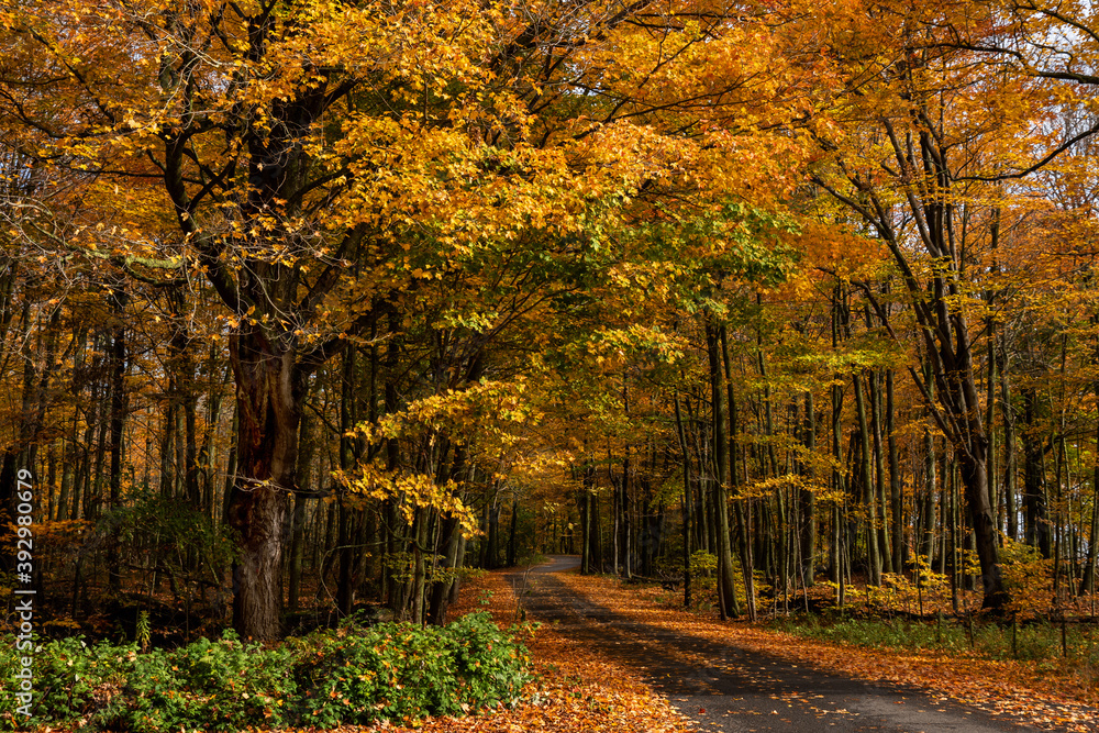 road with a row of Maple trees in autumn color Presquile Park