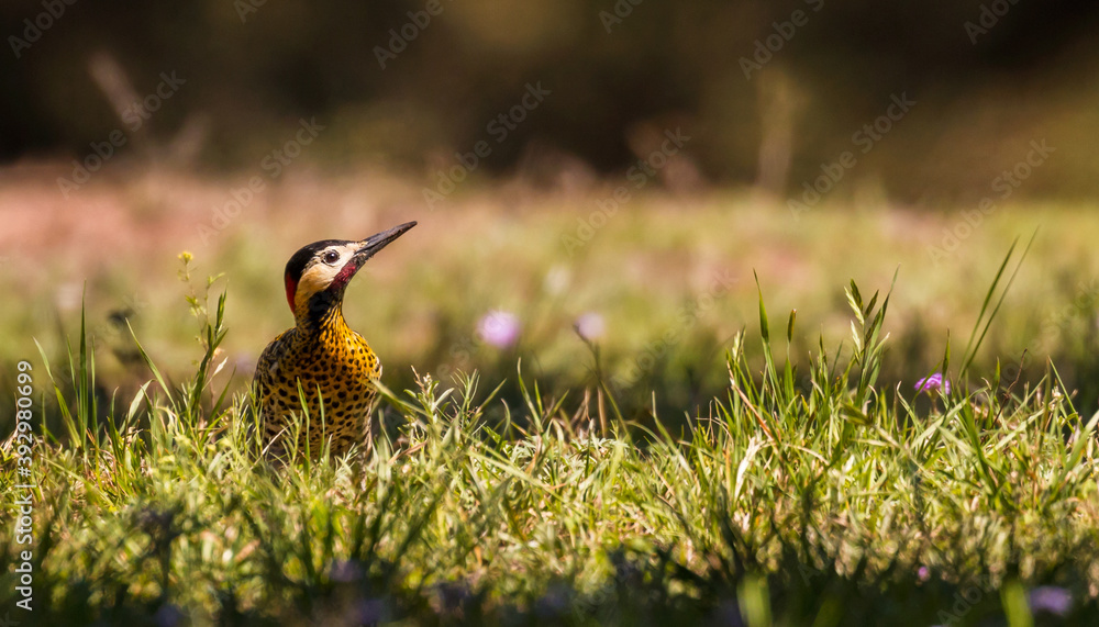 Hermoso Pájaro Carpintero Real Caminando Por La Hierba Mirando Hacia