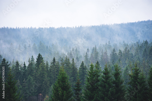 Fototapeta Naklejka Na Ścianę i Meble -  Fog and forest at Sumava national park, Czech republic