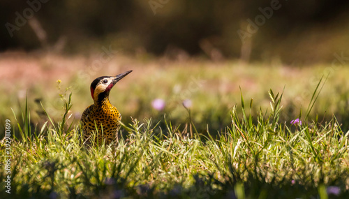 Hermoso pájaro carpintero real caminando por la hierba mirando hacia arriba. Fotografía tomada a nivel del suelo.
