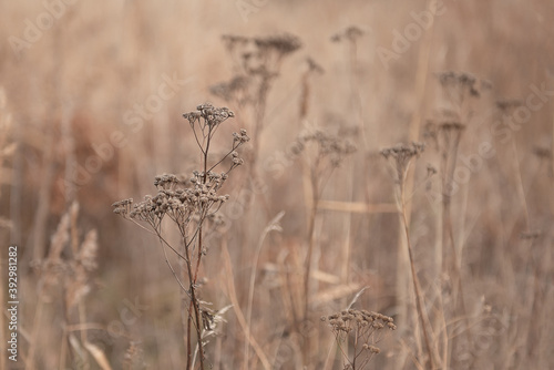 Several yarrows in a dry autumn meadow among yellow grass in late autumn