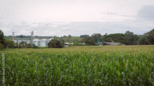 Εκτύπωση καμβά Corn cultivation and a company, with mountains in the background, in Valle del C