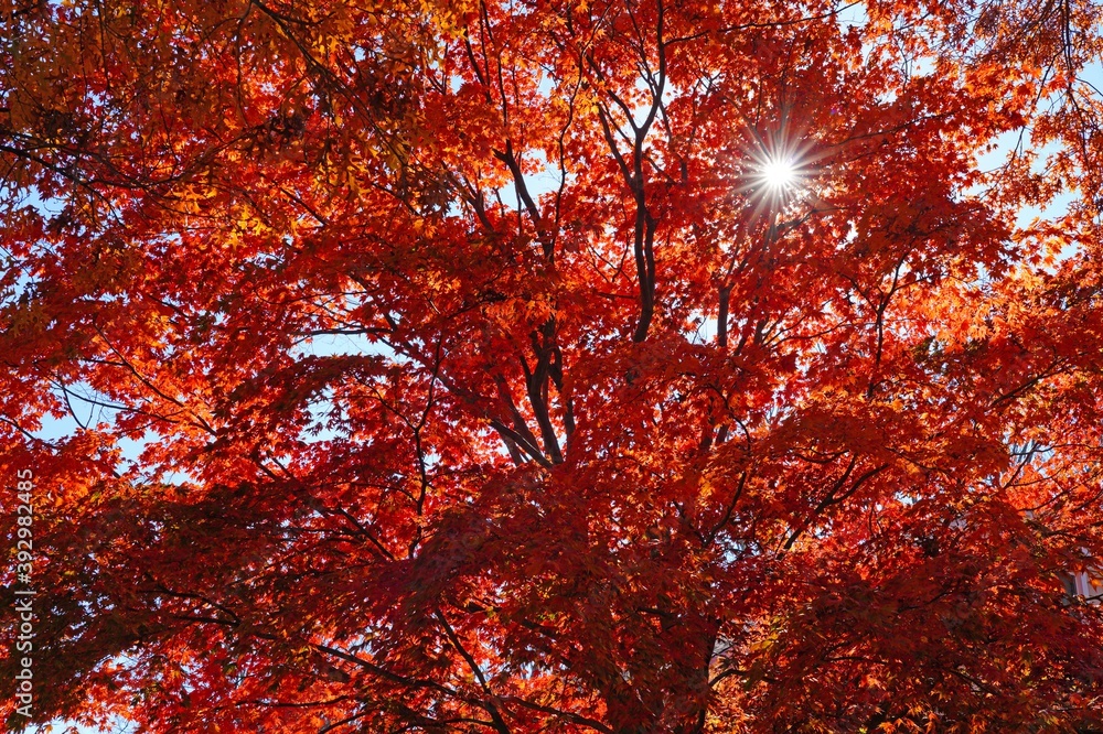 Sunrays peeking through the red leaves of a Japanese maple tree Sunrays peeking through the red leaves of a Japanese maple tree