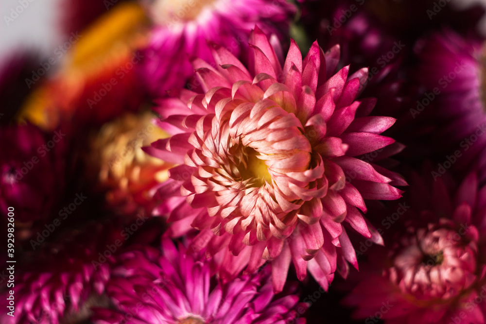 Flower background. Pink and red flowers of Xerochrysum bracteatum (Helichrysum bracteatum), macro. Background, strawflower dry flowers Flower background. Pink and red flowers of Xerochrysum bracteatum (Helichrysum bracteatum), macro. Background, strawflower dry flowers