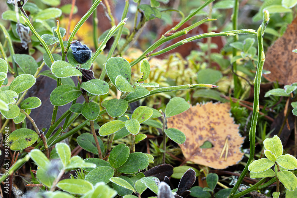 Lingonberry bush covered with frost in the forest. Natural background. Lingonberry bush covered with frost in the forest. Natural background.