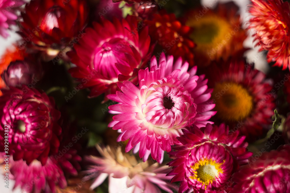 Pink and red flowers of Xerochrysum bracteatum (Helichrysum bracteatum), macro. Background, dried flowers, close up Pink and red flowers of Xerochrysum bracteatum (Helichrysum bracteatum), macro. Background, dried flowers, close up