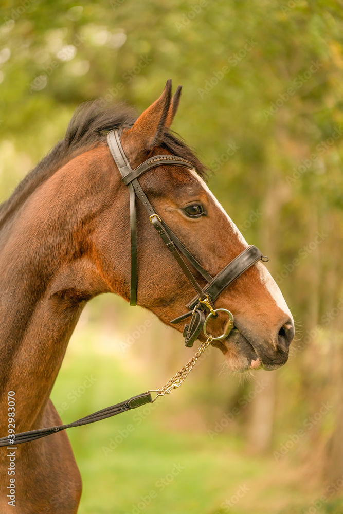 A brown horse head, in side view, in the autumn evening sun