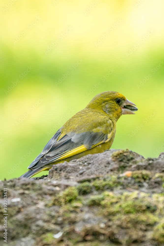 Obraz premium A greenfinch sitting on a stone chewing a seed. In side view. Against a blurred background