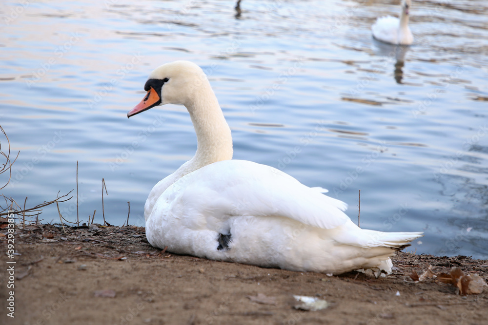 Fototapeta premium Nice view of the Prague swans in winter. New Year Christmas.