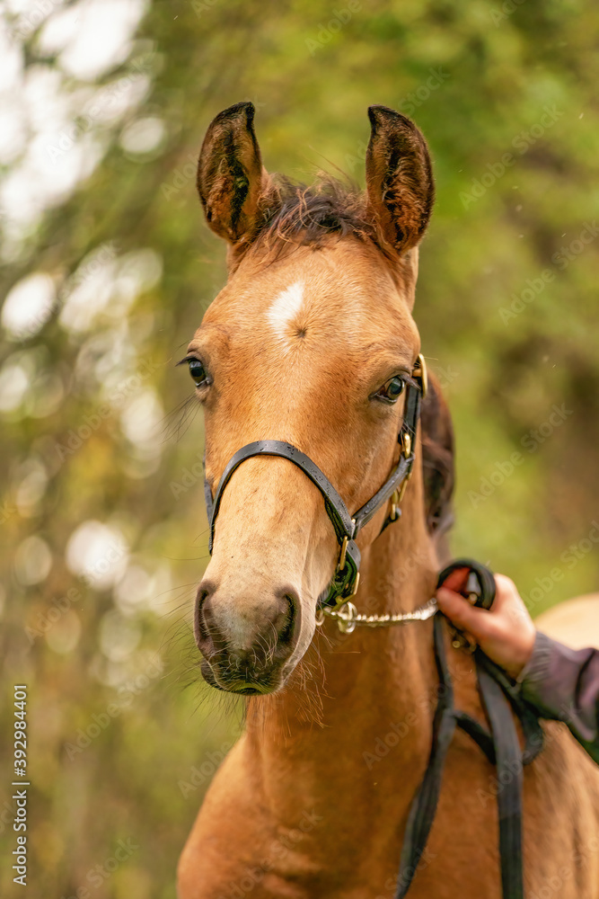 Obraz premium Portrait of buckskin foal, the horse with halter stands in the forest. Autumn sun