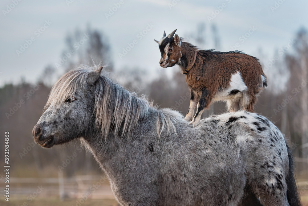 Little goat riding appaloosa pony. Friendship of pony and goat. Funny animals.