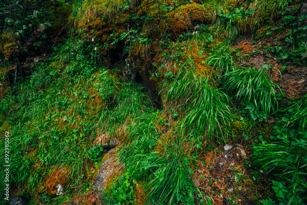 Obraz premium Beautiful taiga background with rich flora on mossy slope. Green grass among thick mosses on mountainside close-up. Atmospheric green forest backdrop with lush moss. Woodland grasses. Fresh greenery.