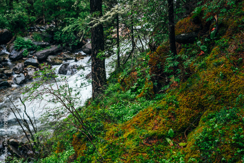 Vivid scenery of forest freshness. Rich greenery on mossy cliff above mountain river. Beautiful mystery taiga with wild river. Highland flora near mountain creek. Atmospheric green forest landscape.