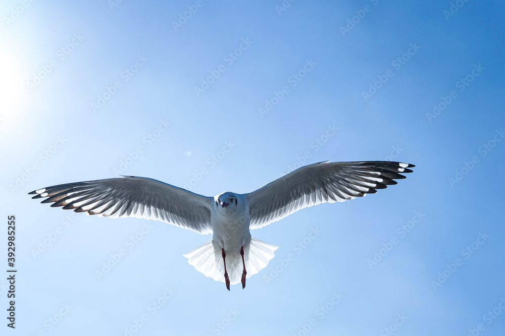 Obraz premium seagull in flight