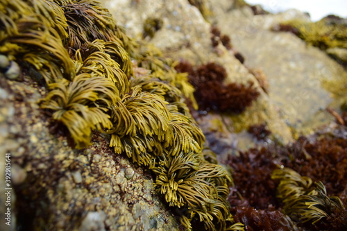 seeweed on rock
