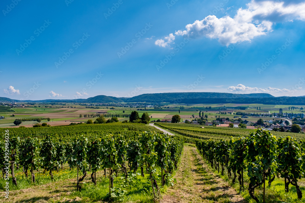 Vineyards landscape - hallau switzerland