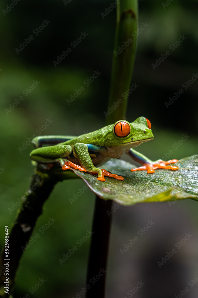 Naklejka premium Close up view of a Beautiful red eye frog in the rain forest of Costa Rica