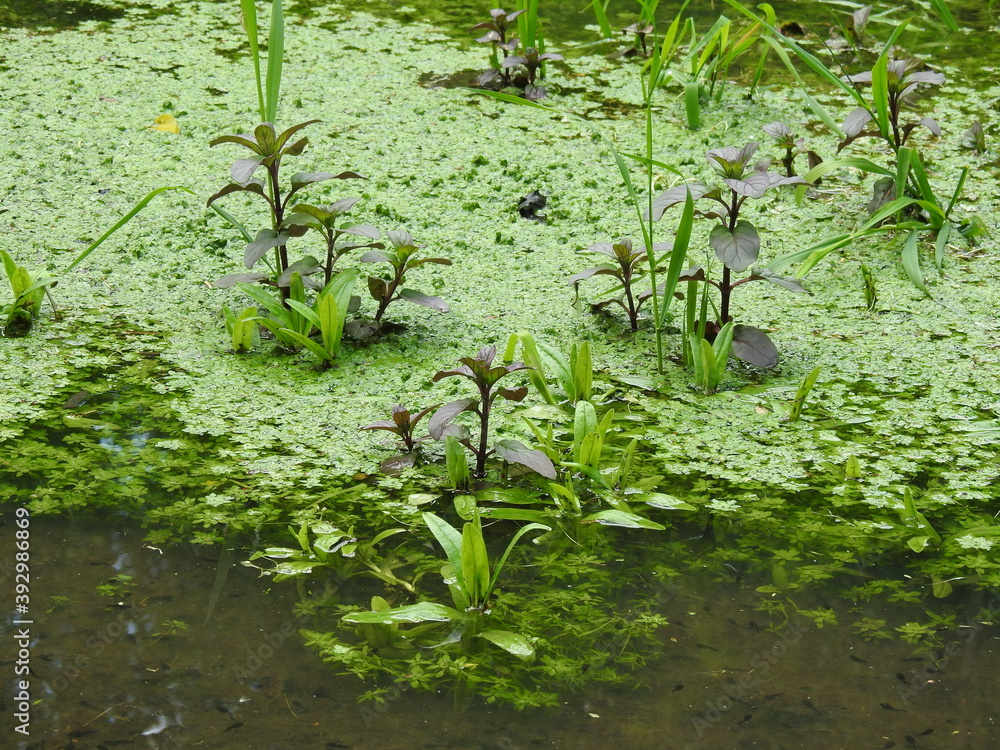 Green vegetation in the water and tadpoles