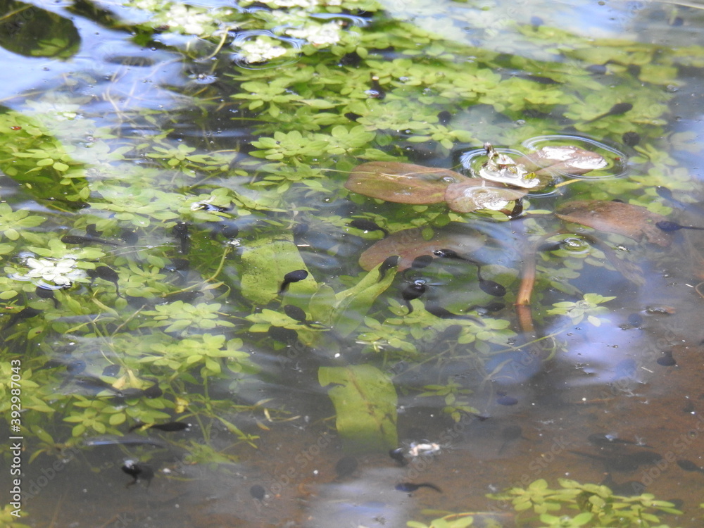 Obraz premium Green vegetation in the water and tadpoles