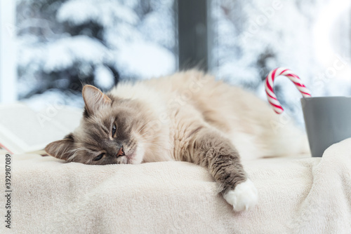 Fluffy cat of tabby point color at home on the windowsill next to a book and a mug, winter outside the window