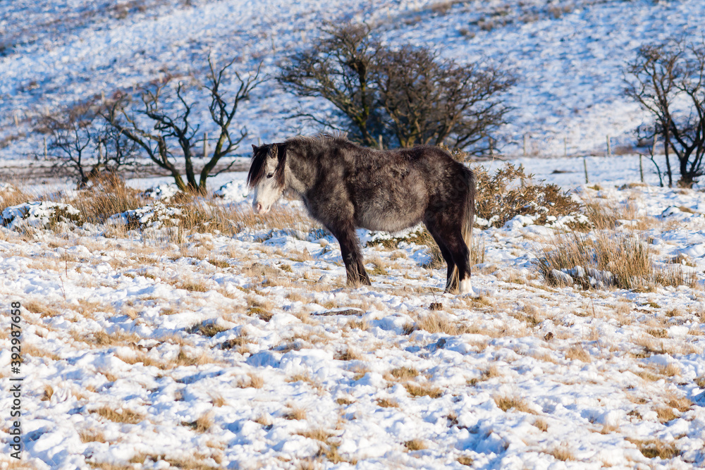 Wild Welsh Ponies in a cold, winter, snow covered landscape Wild Welsh Ponies in a cold, winter, snow covered landscape