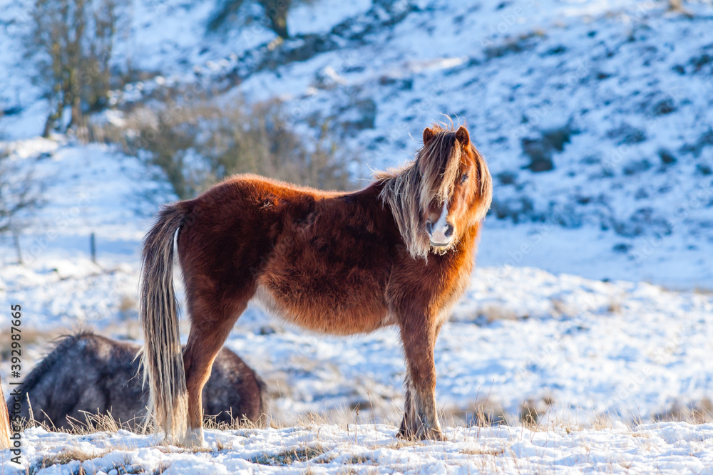 Naklejka premium Wild Welsh Ponies in a cold, winter, snow covered landscape