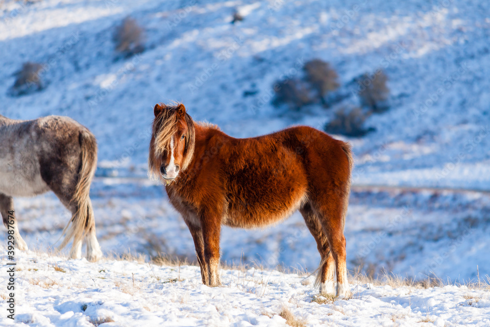 Naklejka premium Wild Welsh Ponies in a cold, winter, snow covered landscape