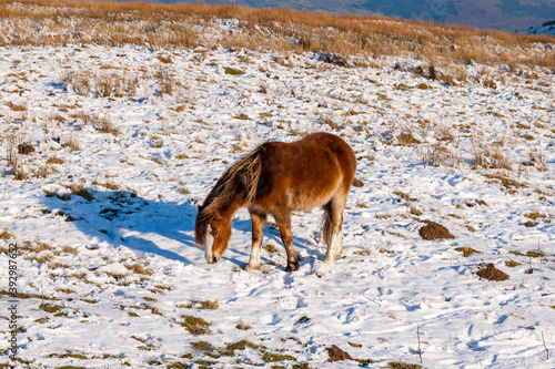 Wallpaper Mural Beautiful wild Welsh Mountain Pony grazing in the snow Torontodigital.ca