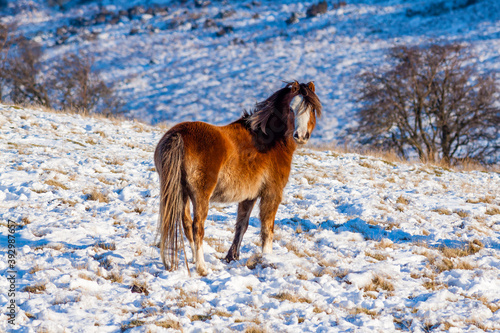 Beautiful wild Welsh Mountain Pony grazing in the snow photo