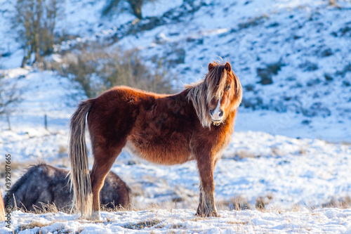 Wild Welsh Ponies in a cold, winter, snow covered landscape © whitcomberd