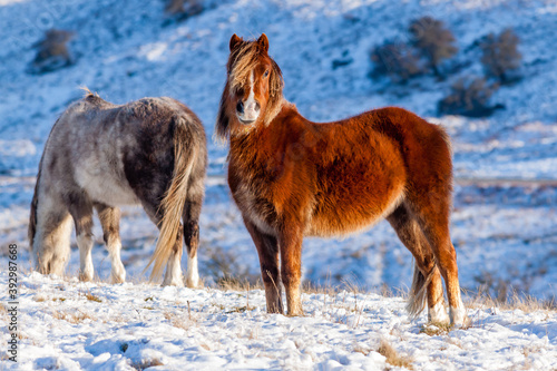 Wild mountain ponies in a snowy, winter landscape