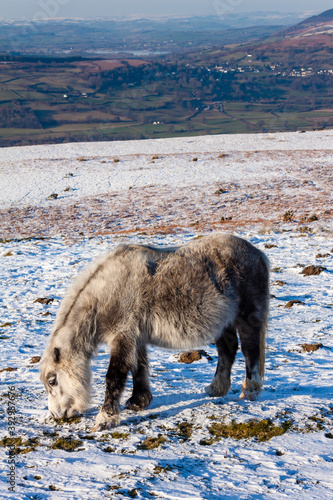 Wild ponies feeding on moorland in the snow photo