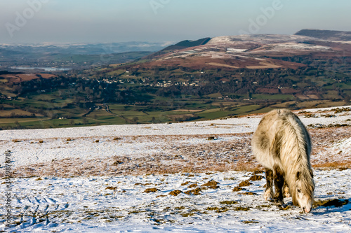 Beautiful wild Welsh Mountain Pony grazing in the snow photo